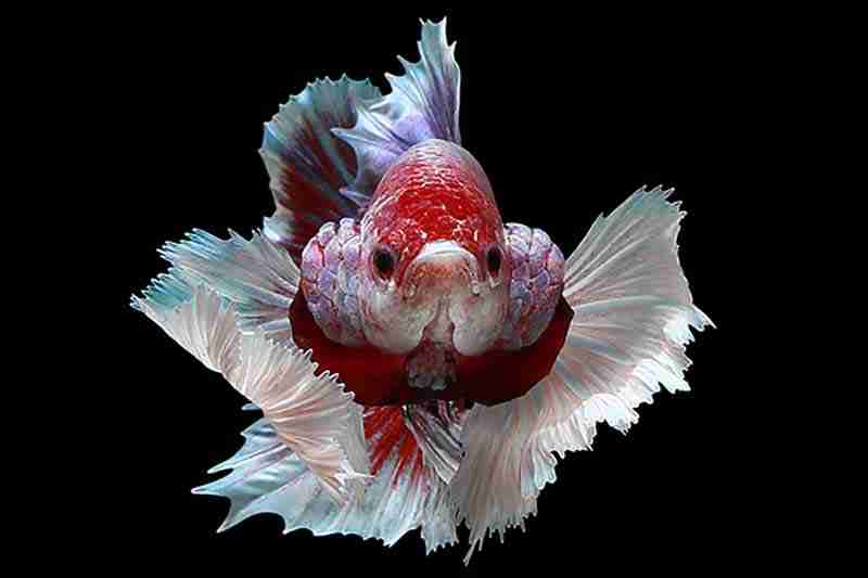 Common reasons for angry betta fish gill flaring