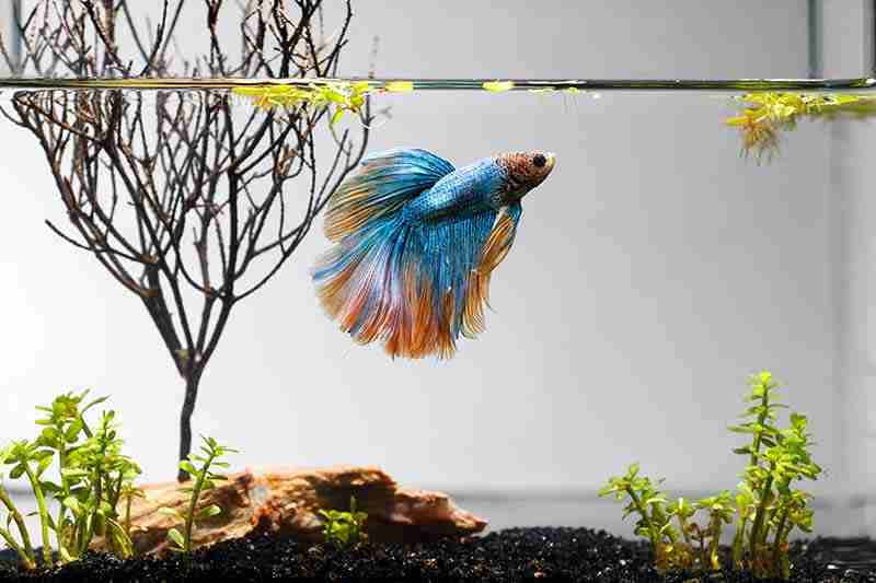 Are betta fish freshwater or saltwater