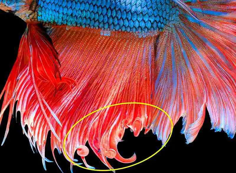 Betta Fin Curling Close Up