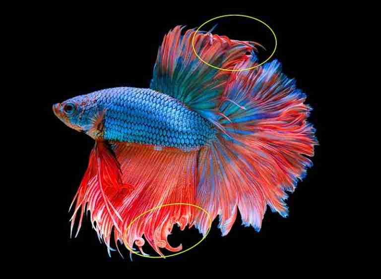 Betta Fish Fin Curling – Common Causes and Fixes