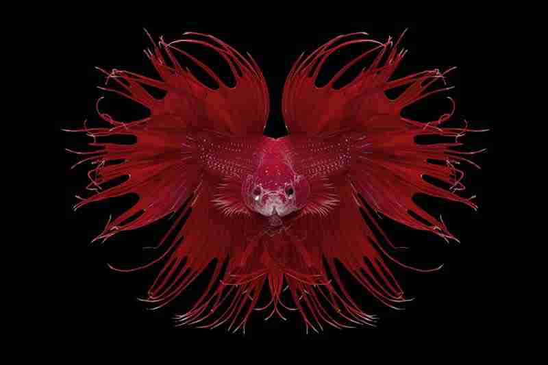 An Angry Betta Fish Flaring Its Gills And Fins.