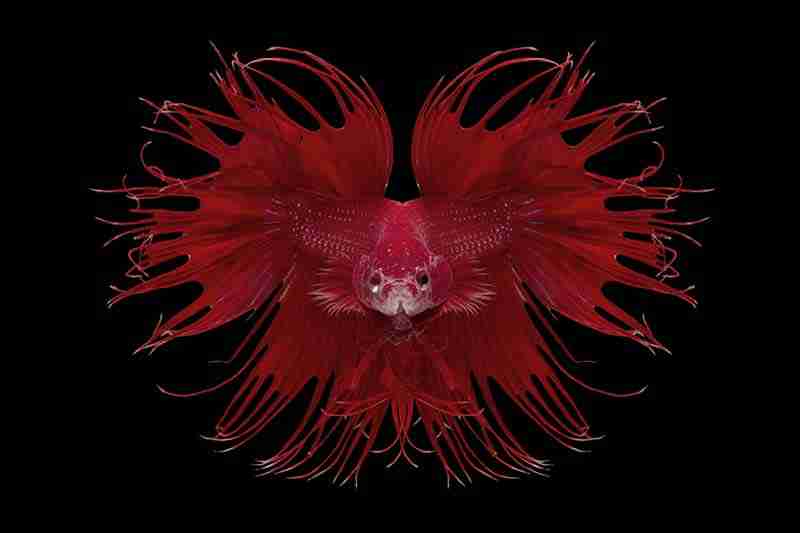9 Common Reasons For Angry Betta Fish 5 An Angry Betta Fish Flaring Its Gills And Fins.