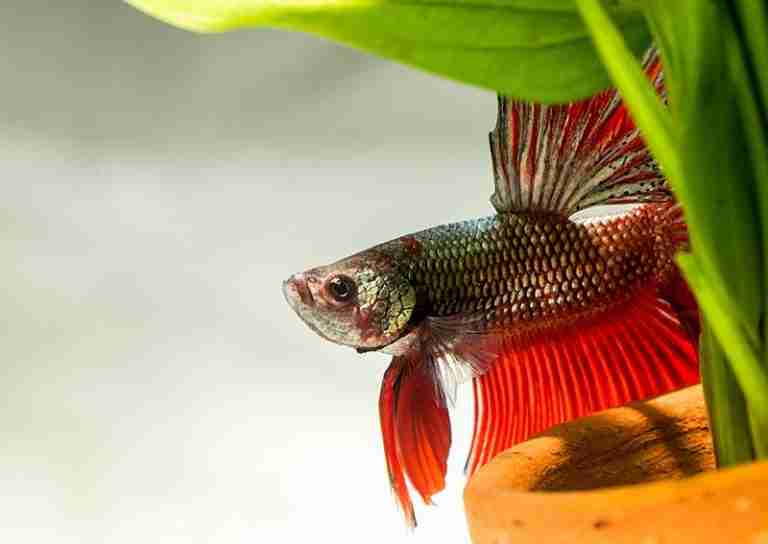 Betta Fish Hiding – Common Reasons Why, And What To Do