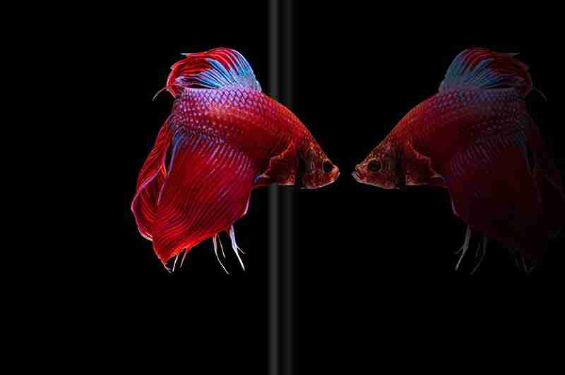 Betta fish reflection