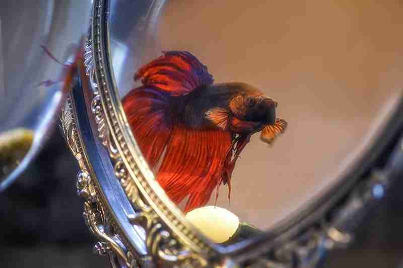 Do Betta Fish Like Mirrors 1 do betta fish like mirrors