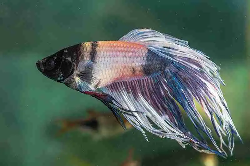 old, dying betta fish