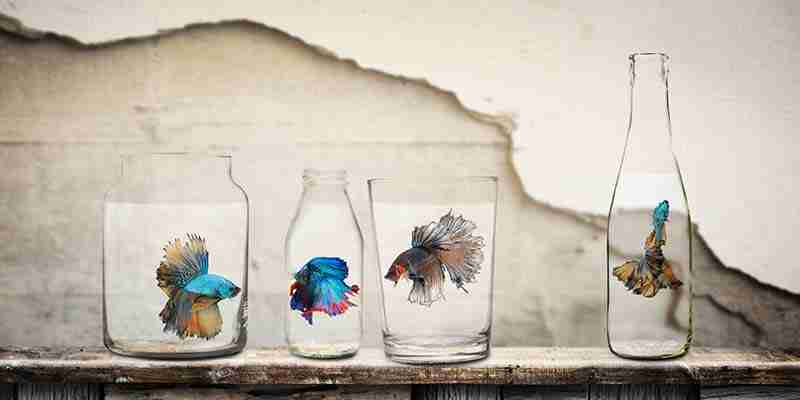 9 Common Reasons For Angry Betta Fish 4 small tanks make betta fish angry