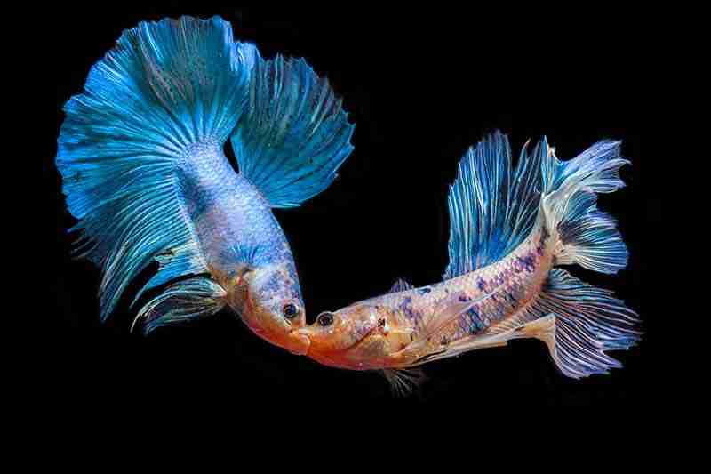 9 Common Reasons For Angry Betta Fish 7 Two Angry Betta Fish Fighting