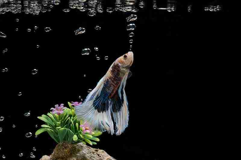 Image of a male betta making a bubble nest.