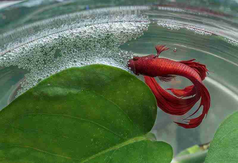 why do bettas make bubbles at the top of the tank