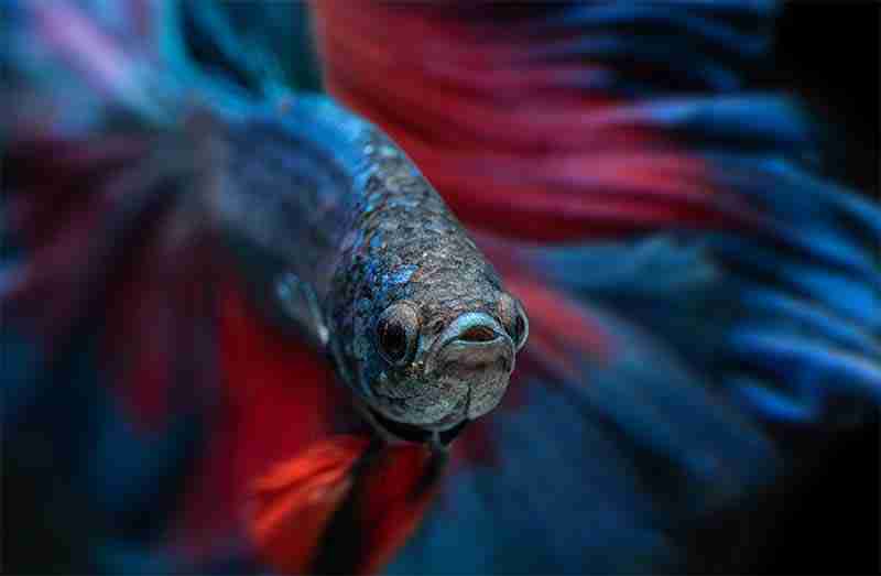 Betta Fish Care Guide And Species Overview For Beginners 1 Betta Fish Care Guide And Species Overview