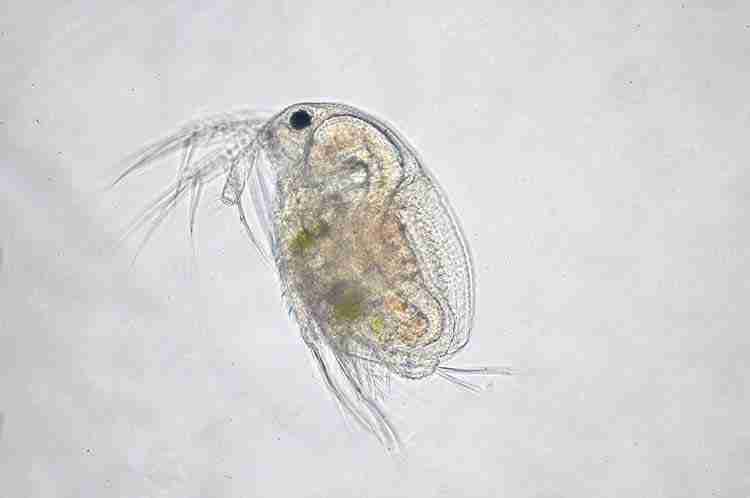 Image of live daphnia which is an excellent source of fiber to ease constipation and bloating in betta fish.