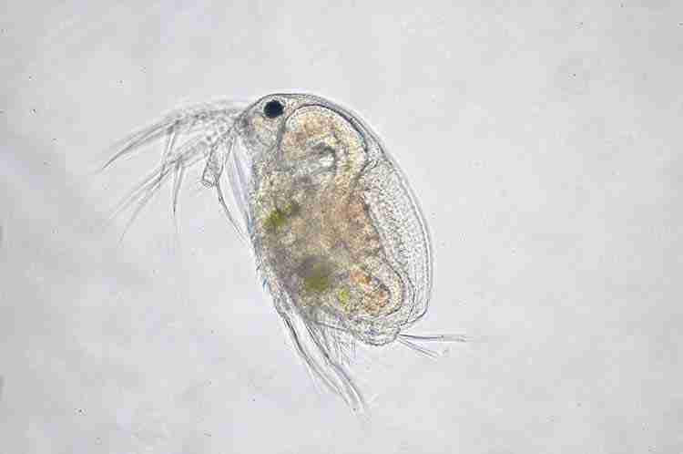 Daphnia For Betta Fish Constipation