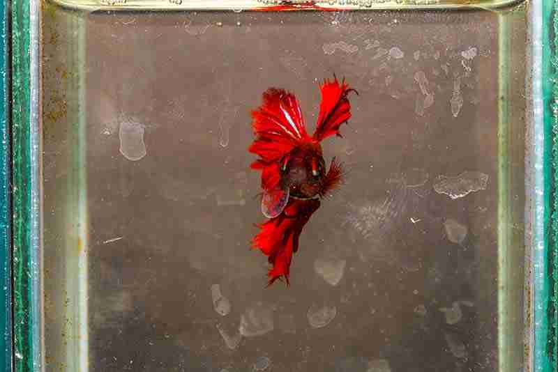 Betta Fish Losing Scales - Typical Causes and Solutions 5 A dirty unmaintained betta fish tank.
