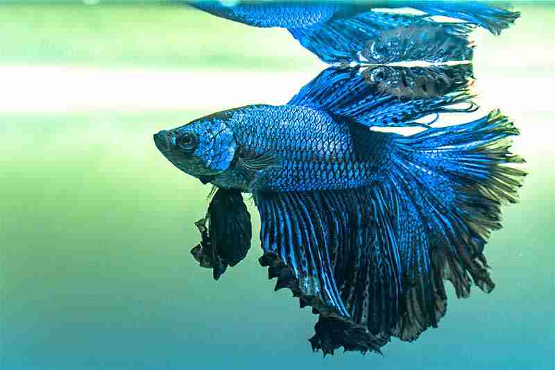 Betta Fish Losing Scales - Typical Causes and Solutions 4 Fungal Infections Fin Rot And Body Rot