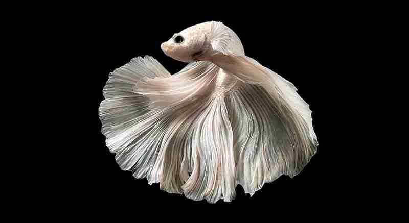 Albino Betta Fish