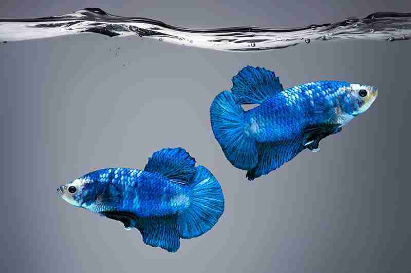 What are Betta Stress Stripes and How to Get Rid of Them 5 Betta Breeding Stripes