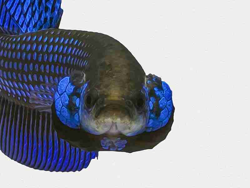 Betta Fish Care Guide And Species Overview For Beginners 15 Betta Fish Gill Flaring