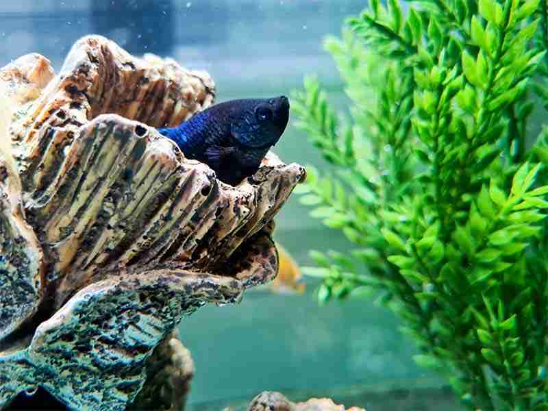 betta fish hiding in an aqaurium ornament