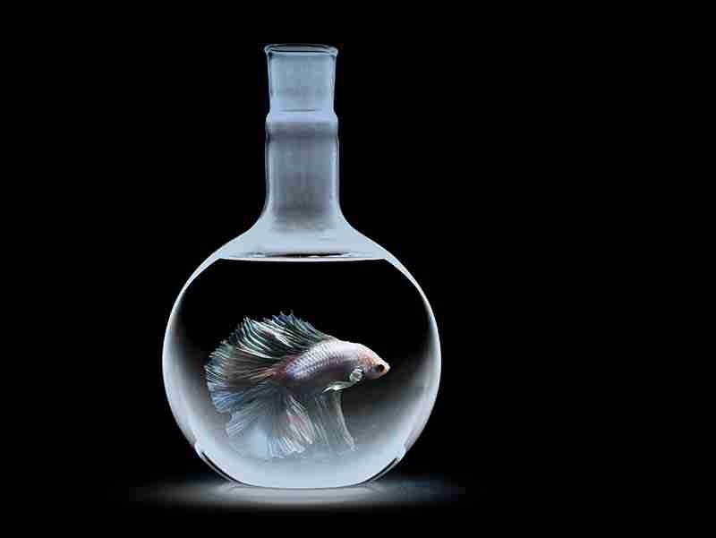 Betta Fish In Bottle