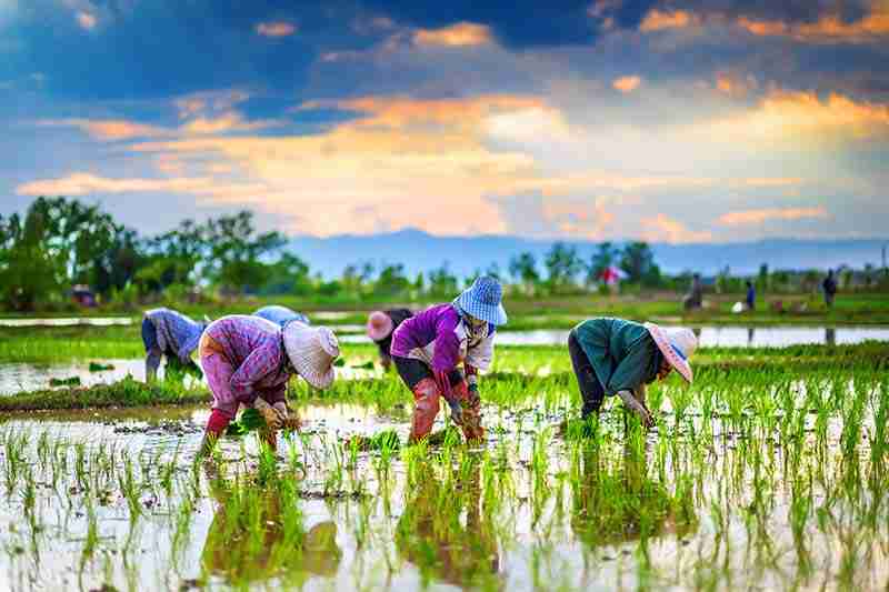 Betta Fish Live In The Rice Paddies Of Thailand