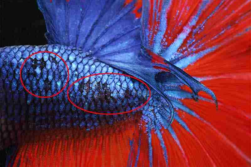 betta fish losing scales