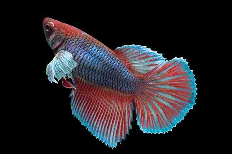What are Betta Stress Stripes and How to Get Rid of Them 6 Betta Fish Stress Lines