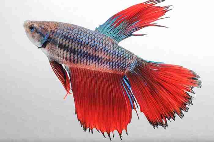 What are Betta Stress Stripes and How to Get Rid of Them 1 What Are Betta Stress Stripes