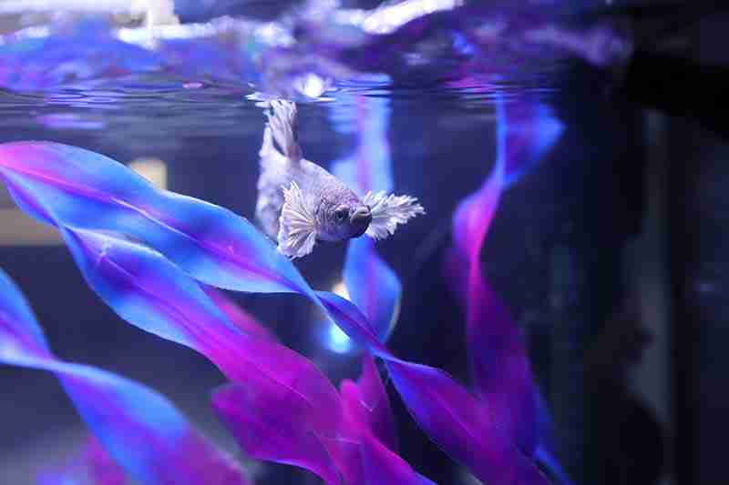 Betta Tank Lighting