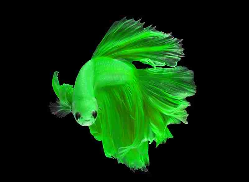 A rare bright green betta fish.