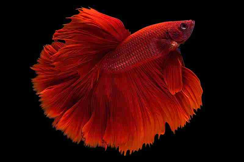 bright red half moon betta fish