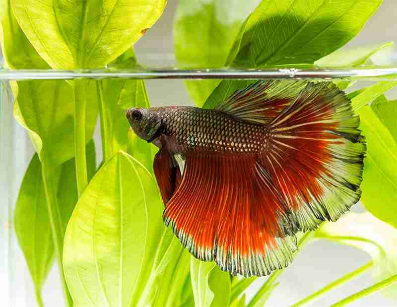 Betta Fish Care Guide And Species Overview For Beginners 16 Betta Fin Rot