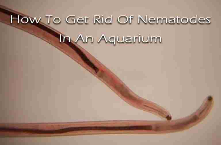 How to Get Rid of Nematode Worms in an Aquarium