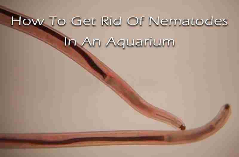 How To Get Rid Of Nematode Worms In An Aquarium