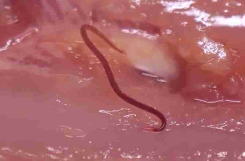 A Nematode Discovered During Fish Necropsy