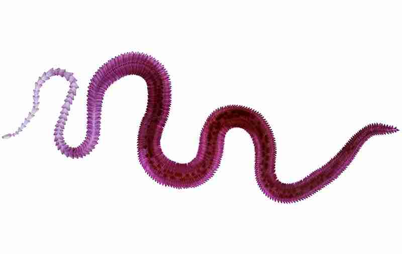 Close up image of a parasitic worm that can cause inflammation and bloating.