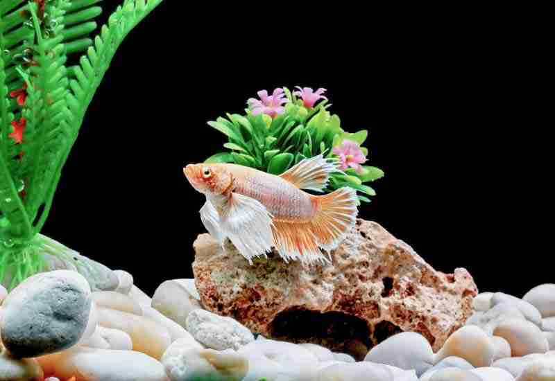 Betta Fish Losing Scales - Typical Causes and Solutions 6 sharp objects can cause scale loss