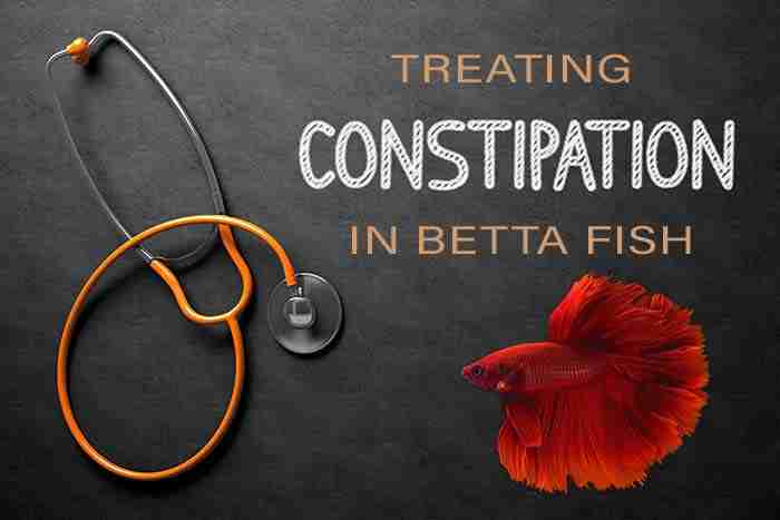 How to tell if your betta fish is constipated.