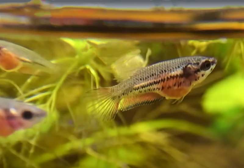 3 Week Old Baby Betta Fish