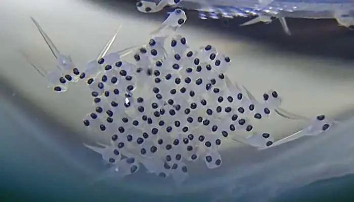 Image of fertilized betta eggs hatching from the bubble nest.