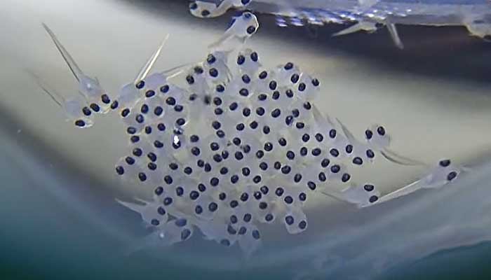 Image of fertilized betta eggs hatching from the bubble nest.