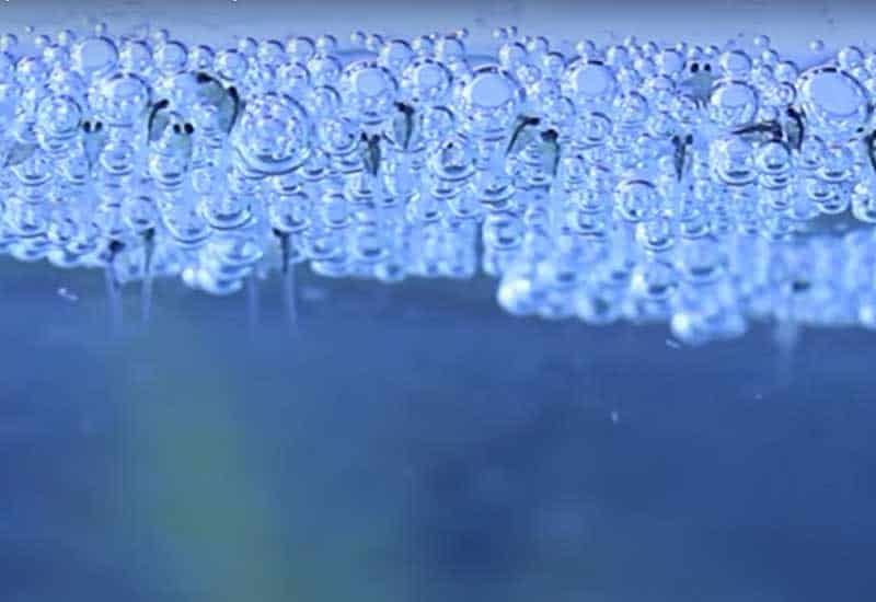 Baby Betta Fish Care (And Feeding Guide) 5 Baby Betta Eggs Hatching