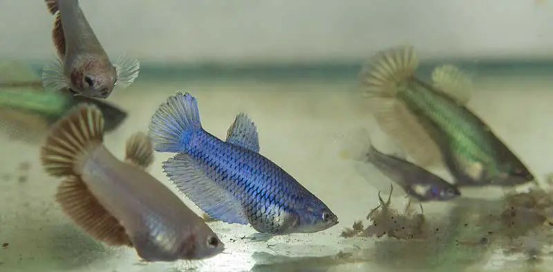 Baby Betta Fish Care (And Feeding Guide) 8 Baby brine shrimp. Food for betta fry.