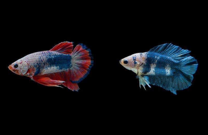 Female Betta Fish