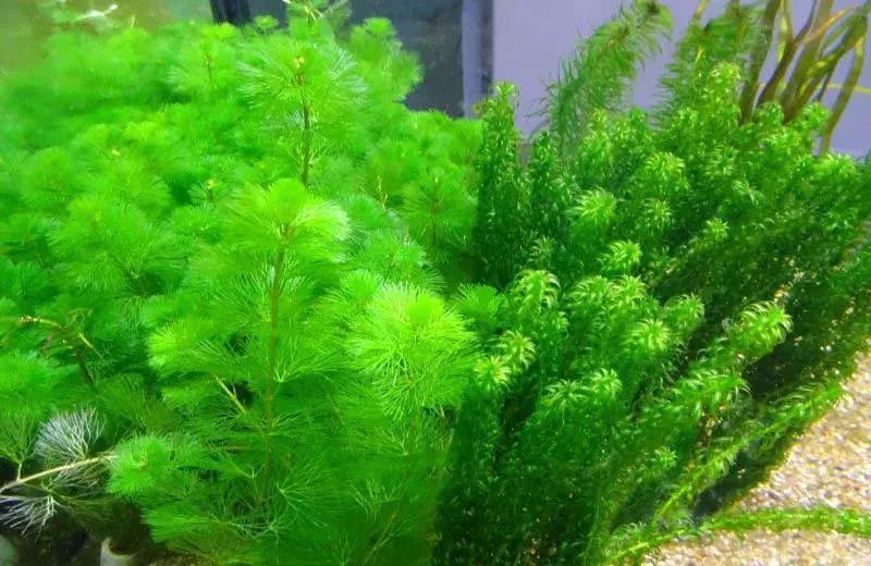 Floating Plants For Betta Sorority Aquarium