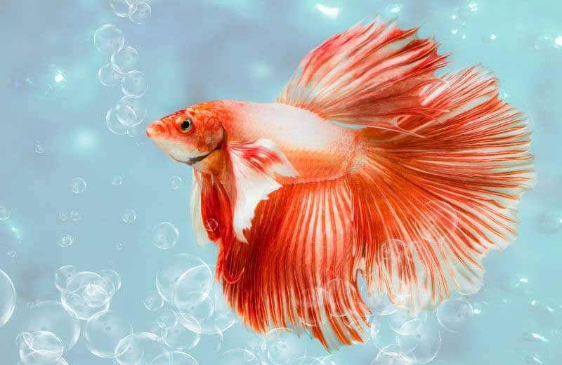 Picture of a male betta fish blowing bubbles