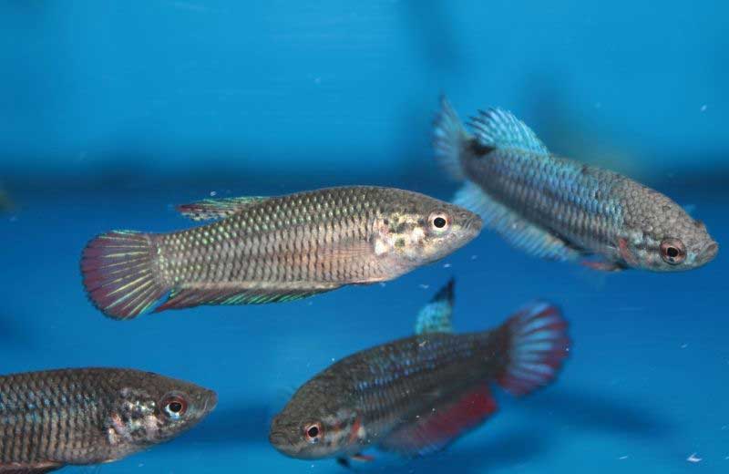 Start with a small betta sorority