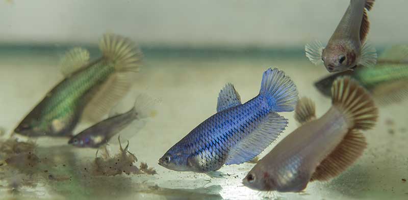 Young Betta Sorority