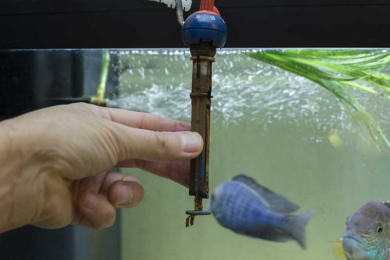 How Long Can Tropical Fish Live Without A Heater 6 Broken fish tank heater