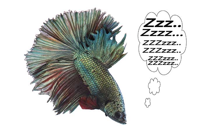 Do betta fish sleep - Betta sleep behavior guide